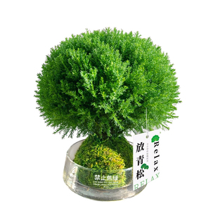 雾松放青松绿植盆栽苔藓球水培植物办公室内客厅桌面四季常青好养