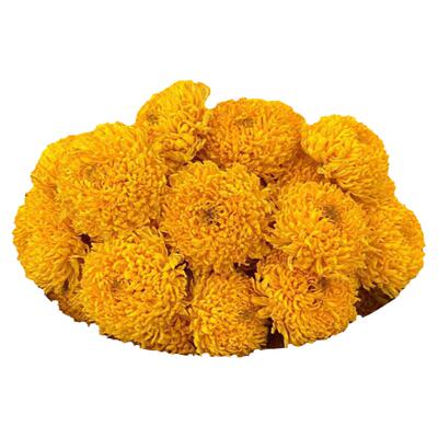 婺源皇菊绣球菊花茶金丝徽州菊皇