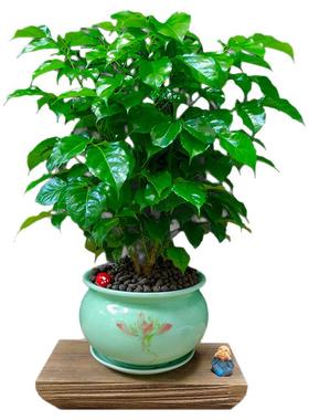 桌面盆栽植物金鱼好养幸福树