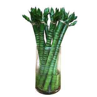 龙竹带根富贵竹植物水养水培粗杆花瓶盆栽专用水竹土养招财节节高