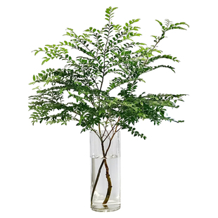 美男树水培绿植客厅植物桌面茶几吊钟室内马醉木平替鲜切枝条水养