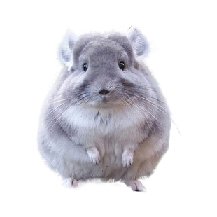 活体龙猫宠物宝宝幼崽萌宠长毛标灰米色粉白色龙猫幼崽活物送笼子