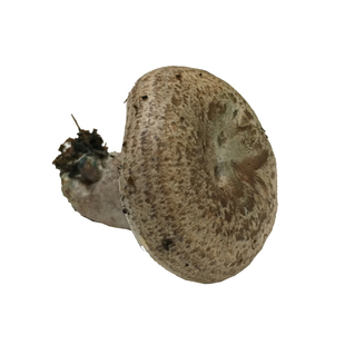 野生枞树菌新鲜蘑菇湖南松树菌菇重阳菌雁来蕈寒菌三九菇500g