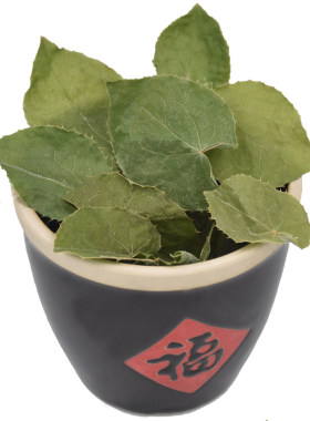 甘肃小叶淫羊藿苗子4棵盆栽树苗