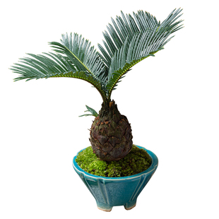 铁树盆栽植物室内好养花卉茶桌禅意绿植桌面迷你创意苏铁小盆景