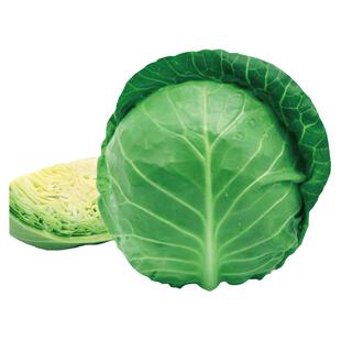 绿甘蓝种子苗卷心菜包菜种籽孑秧包心菜蔬菜苗大头菜秧苗大包菜种
