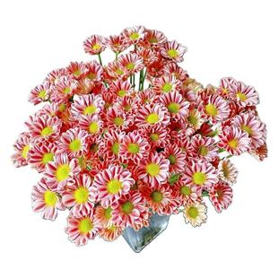 玲珑吉姆雏菊盆栽四季勤花适合室内阳台庭院地栽变色菊花耐热耐寒