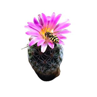 爱开花仙人球娇丽球属长城丸赤花娇丽迪克森花卉绿植室内盆栽好养