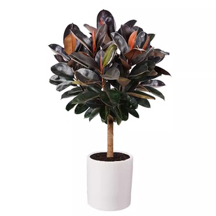 大橡皮树盆栽 大叶黑金刚橡胶树绿植 室内吸甲醛好养植物同城送货