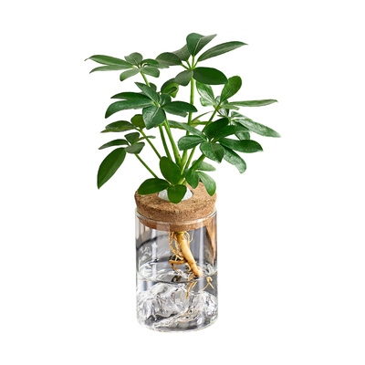 水培植物鸭脚木水养八方来财办公室内桌面四季常青小绿植文竹春羽