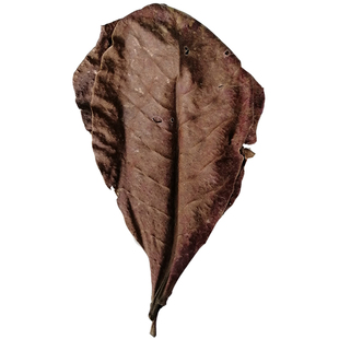 榄仁叶鱼缸懒人降ph值降低水族降酸调节剂乌龟酸斗鱼叶调节橄榄叶