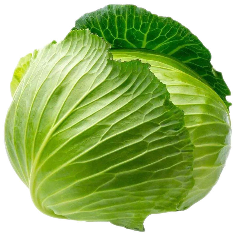 中蔬邢东二十一号包心菜甘蓝种子
