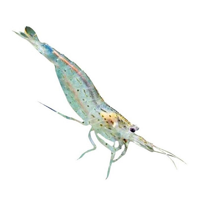 大和藻虾珍珠虾除丝藻除黑毛大河藻虾工具虾除藻能力极强观赏虾