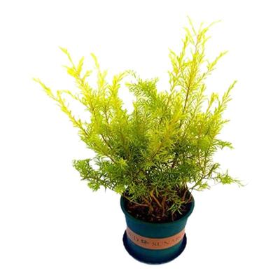 黄金香柳树苗盆栽绿化植物四季青