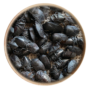 精选 中药材 九香虫 打屁虫 屁巴虫 50克 可打粉 包邮