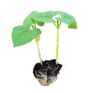 紫扁豆苗紫眉豆苗茶豆苗四季豆苗豆角苗四季豆苗蔬菜苗秧苗寿光