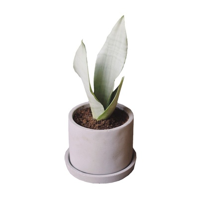 dearplant办公室绿植白玉虎皮兰