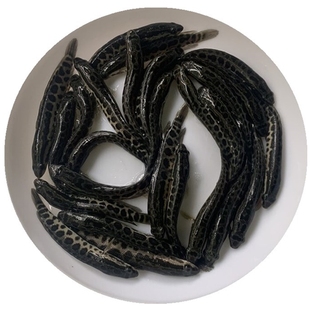 黑鱼苗淡水活体生鱼苗财鱼苗乌鳢鱼苗乌鱼苗路大型食用养殖鱼