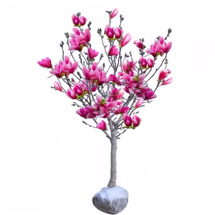 玉兰花树苗带花苞紫玉兰矮化盆栽南北方种植庭院四季花卉耐寒植物