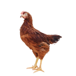 哥哥鲜无抗黄油鸡整鸡散养鸡原粮饲喂走地鸡肉新鲜无激素生鲜整鸡