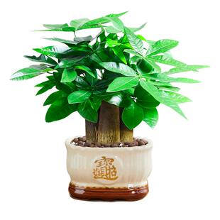 发财树盆栽花卉绿植物室内客厅盆栽大招财中式金钱树小盆栽盆景
