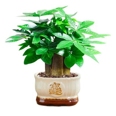 【拒绝小苗】特级发财树禅意盆栽