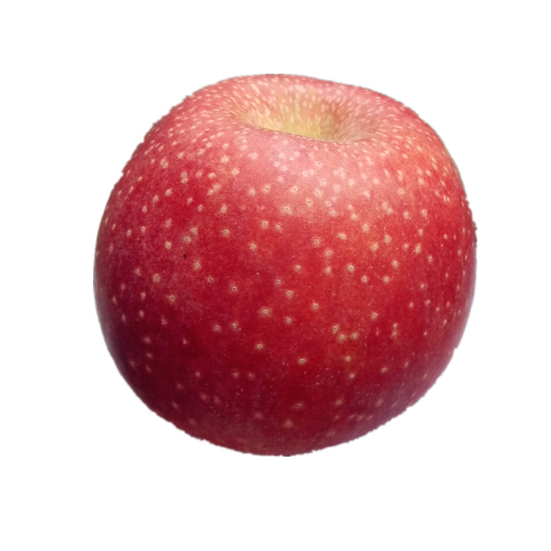 接受不了的谨慎下单瑕疵果高山秦冠苹果粉面香甜刮泥老人宝宝辅食