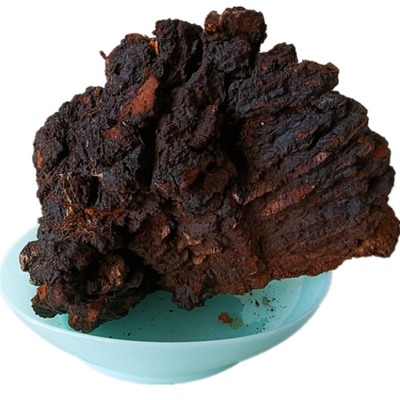 俄罗斯桦树茸黑金大块4斤视频选