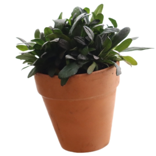 筋骨草巧克力片不可食用多年生地被植物盆栽克拉香草宿根耐寒好养