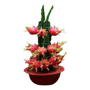 红心火龙果嫁接果苗盆栽南北方四季种植水果树苗阳台庭院当年结果