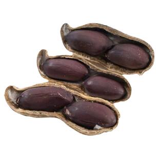 东北黑花生种子红皮四粒红带壳富硒黑皮花生种籽孑高产大粒新品种