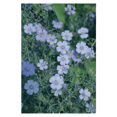 宿根蓝花亚麻种子野花种籽四季开