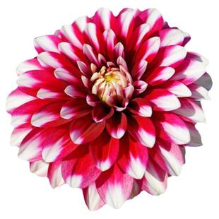 塔莎的花园大丽花种球球根花卉阳台庭院种植多年生可做切花花束