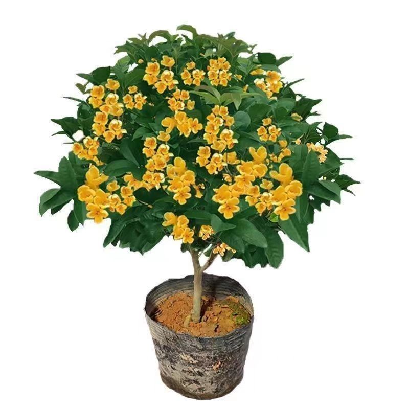 四季桂花盆栽月月浓香好养常青