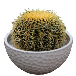 大金琥仙人球净化空气防辐射带刺植物盆栽阳台办公桌室内
