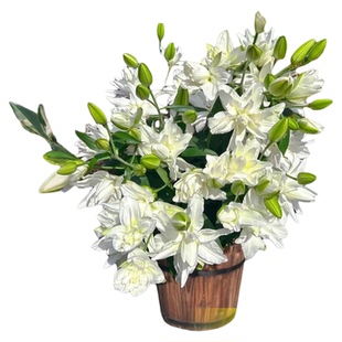 重瓣香水百合种球四季花卉开花特大种植苗盆栽绿植物耐寒好养易活