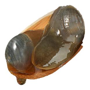 舟山特产醉泥螺鲜活特大宁波黄泥螺即食罐装新鲜生腌海鲜潮汕无沙