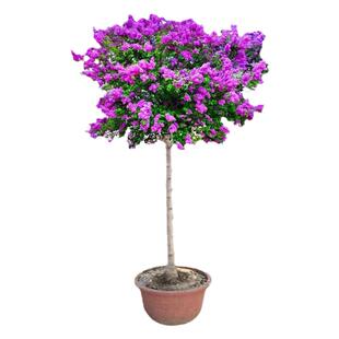 丁香花树苗别墅庭院耐寒大型风景树种丛生紫丁香花苗盆栽浓香花卉
