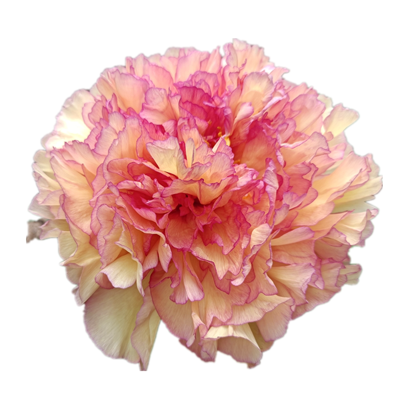 基地秋季复色进口菏泽牡丹花苗