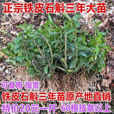 铁皮石斛苗原产地基地直发带根 3年生1斤石斛苗 可食用非霍山盆