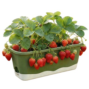 新款草莓种植盆专用盆储水长方形塑料种菜盆阳台户外加厚草莓盆栽