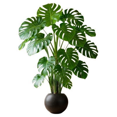【开背大叶】5A特级老桩龟背竹