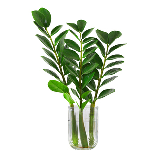 水培植物金钱树盆栽客厅招财旺宅摇钱树发财树钱串子室内花卉绿植