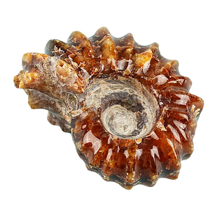 天然羊角螺化石摆件古生物化石标本海洋玉化菊螺原石海螺考古玩具