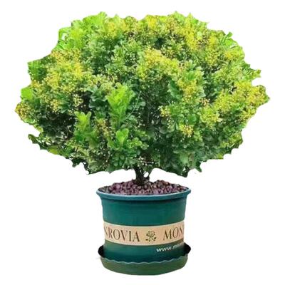 家庭园艺花园宝长效肥植物营养