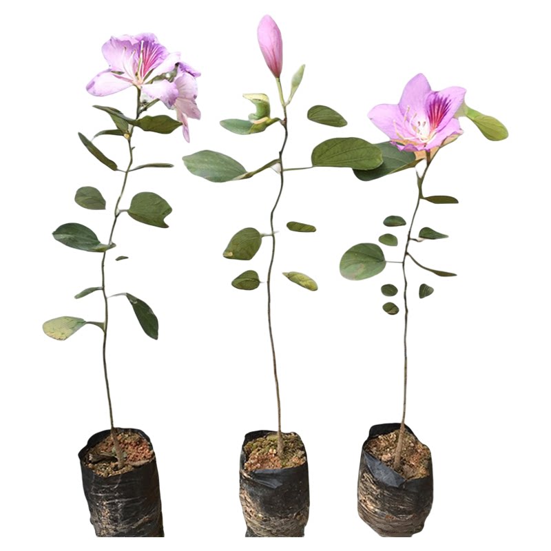 宫粉紫荆树苗洋紫荆小苗广东樱花苗庭院绿化苗四季常绿观赏风景树