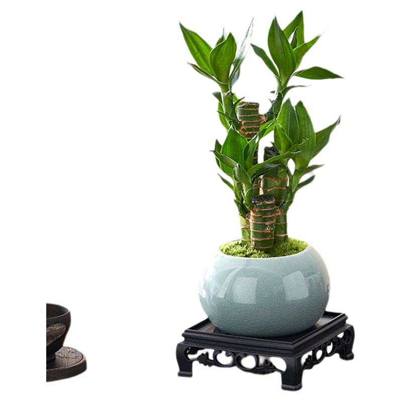 富贵竹室内植物节节高桌面绿植好养步步高花卉文昌竹客厅招财盆栽
