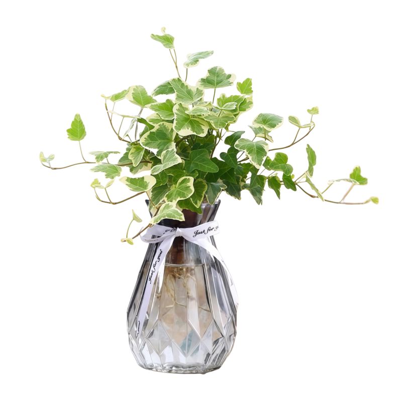 雪莹常春藤水培植物室内好养耐活办公桌面绿植盆栽苔藓球四季常青