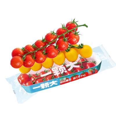 一颗大串收水果樱桃小番茄