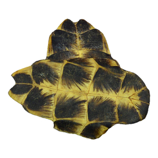 龟板中药材静萱正品生晒龟下甲龟底板龟下板壳非野生龟板粉